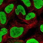 NASP Polyclonal Antibody