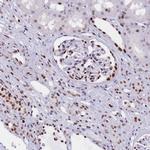 NASP Antibody in Immunohistochemistry (IHC)