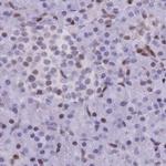 NASP Antibody in Immunohistochemistry (IHC)