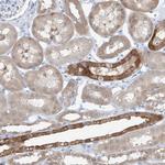 UFL1 Antibody in Immunohistochemistry (Paraffin) (IHC (P))