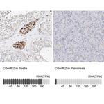 C6orf62 Polyclonal Antibody