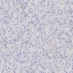 C6orf62 Antibody in Immunohistochemistry (IHC)