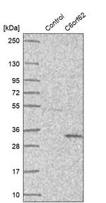 C6orf62 Antibody in Western Blot (WB)