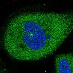 C6orf62 Antibody in Immunocytochemistry (ICC/IF)