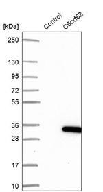 C6orf62 Antibody in Western Blot (WB)