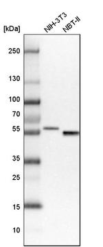 SMAP1 Antibody in Western Blot (WB)