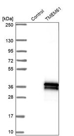 TMEM61 Antibody in Western Blot (WB)