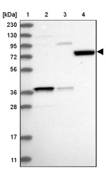 SAMD15 Antibody in Western Blot (WB)