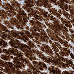 TM7SF2 Polyclonal Antibody