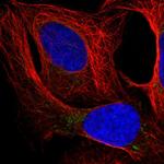 OSGEPL1 Polyclonal Antibody