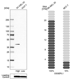 OSGEPL1 Antibody in Western Blot (WB)