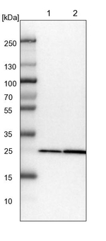 PMM1 Antibody in Western Blot (WB)