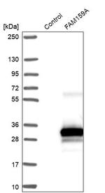 FAM159A Antibody in Western Blot (WB)