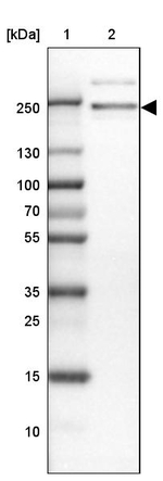 ARHGEF40 Antibody in Western Blot (WB)