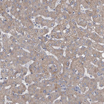 HEATR6 Antibody in Immunohistochemistry (Paraffin) (IHC (P))
