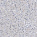 NeuN Antibody in Immunohistochemistry (IHC)