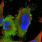 LRRIQ3 Polyclonal Antibody