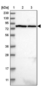 LRRIQ3 Antibody in Western Blot (WB)