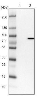 LRRIQ3 Antibody in Western Blot (WB)