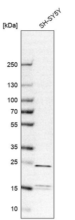 YKT6 Antibody in Western Blot (WB)