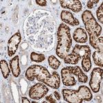 Glypican 4 Antibody in Immunohistochemistry (Paraffin) (IHC (P))