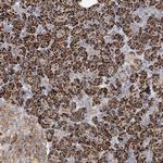 Glypican 4 Antibody in Immunohistochemistry (Paraffin) (IHC (P))