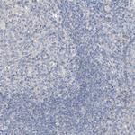 Glypican 4 Antibody in Immunohistochemistry (Paraffin) (IHC (P))