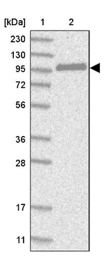 CNKSR1 Antibody in Western Blot (WB)