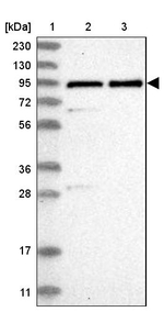 ZNF358 Antibody in Western Blot (WB)