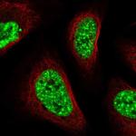 SARNP Polyclonal Antibody