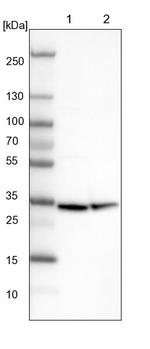 SARNP Antibody in Western Blot (WB)