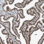 SARNP Antibody in Immunohistochemistry (IHC)