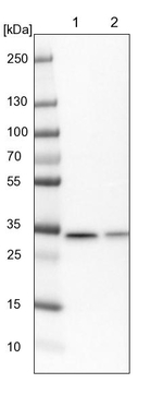 SARNP Antibody in Western Blot (WB)
