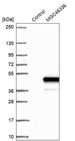 ZNF843 Antibody in Western Blot (WB)