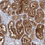 SH3YL1 Antibody in Immunohistochemistry (Paraffin) (IHC (P))