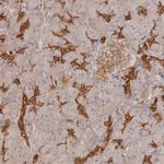 BRWD1 Antibody in Immunohistochemistry (Paraffin) (IHC (P))