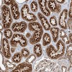 BRWD1 Antibody in Immunohistochemistry (Paraffin) (IHC (P))