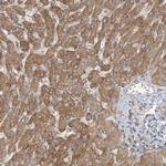 BRWD1 Antibody in Immunohistochemistry (Paraffin) (IHC (P))
