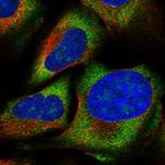 ZNF507 Polyclonal Antibody