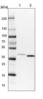 VTA1 Antibody in Western Blot (WB)