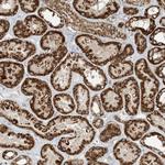 N4BP3 Antibody in Immunohistochemistry (Paraffin) (IHC (P))