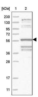 TAGAP Antibody in Western Blot (WB)