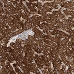 Prosapip1 Polyclonal Antibody