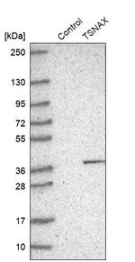 TSNAX Antibody in Western Blot (WB)