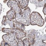 PCID1 Antibody in Immunohistochemistry (Paraffin) (IHC (P))