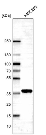 PCID1 Antibody in Western Blot (WB)