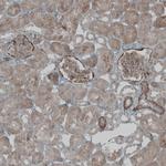 NPR3 Antibody in Immunohistochemistry (IHC)