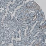 NPR3 Antibody in Immunohistochemistry (IHC)