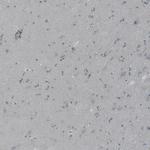 NPR3 Antibody in Immunohistochemistry (IHC)