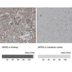 NPR3 Antibody